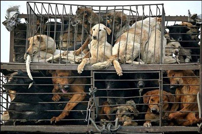 savethedogs